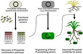 Phosphate Solubilizing Bacteria Fertilizer