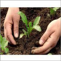 Bio Pesticides for Plants