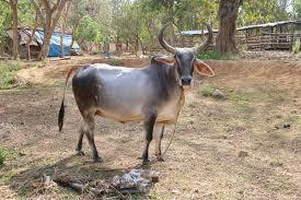 Indian Breed Kankrej Cow