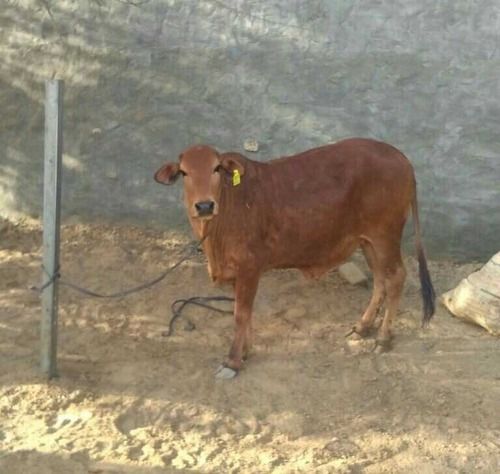 Brown Dairy Farm Sahiwal Heifer