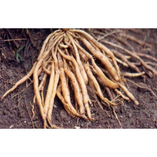 Natural Aswagandha Plant Extract