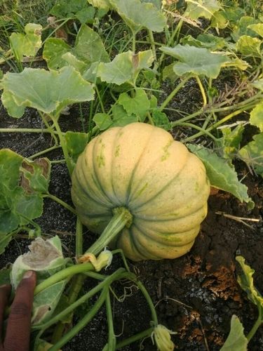 Farm Fresh Organic Pumpkin