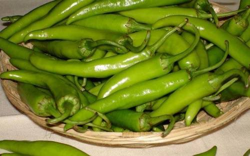 Fresh and Pure Green Chilli