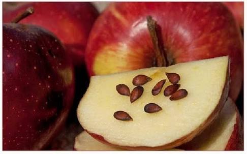  प्राकृतिक सेब के फल के बीज 