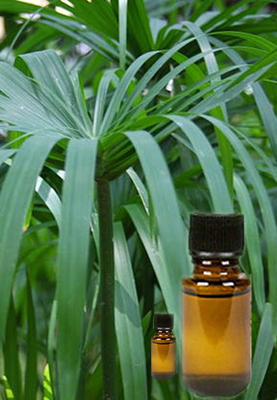 Cypriol Essential Oil - Distilled from Cyperus Scariosus Roots | Woodsy Aroma, Aromatherapy and Therapeutic Applications, Relieves Skin Infections, Aids in Pain Relief