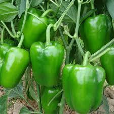 Organic Fresh Green Capsicum