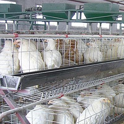 Durable Poultry Weld Mesh