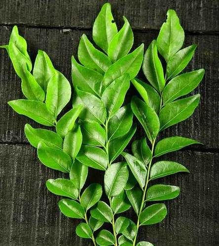 Fresh Curry Leaves