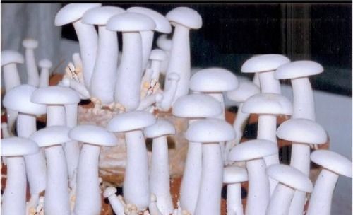 Unique Fresh Milky Mushroom