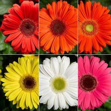 Fresh Gerbera Daisies Cut Flower