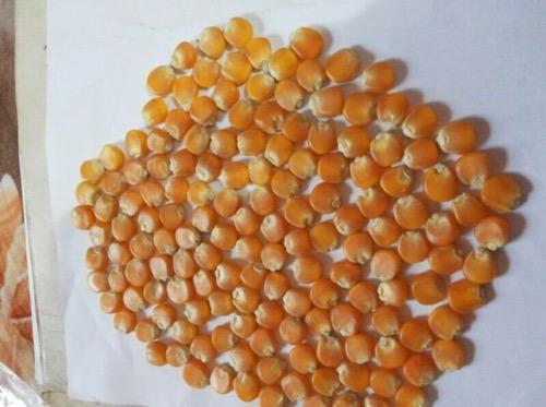 Healthy Yellow Maize Seed