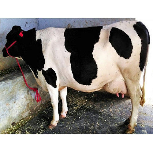 Breed Of Dairy HF Cow