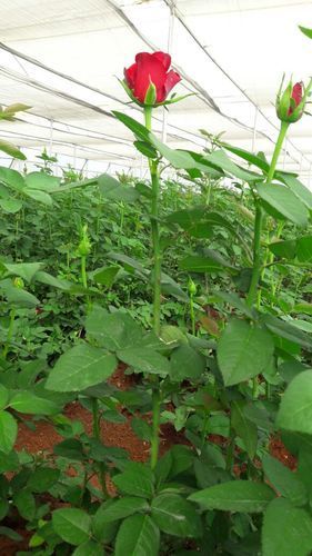 लाल प्राकृतिक और ताज़ा डच रोज़