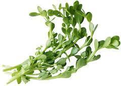 20% and 50% Bacopa Monnieri Extract