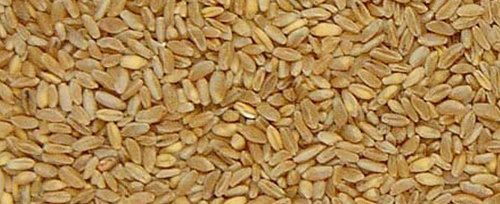 High Grade Durum Wheat
