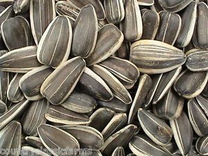 Sunflower Seeds Type5009