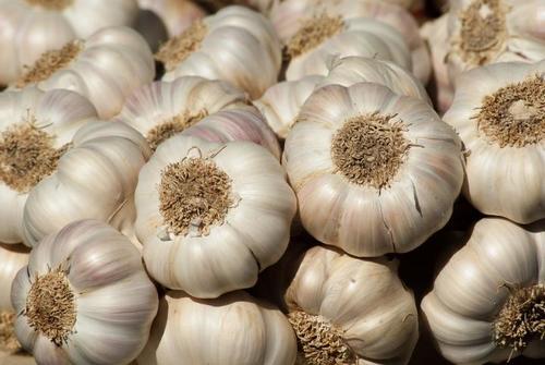 Fresh Peeled Normal White Garlic