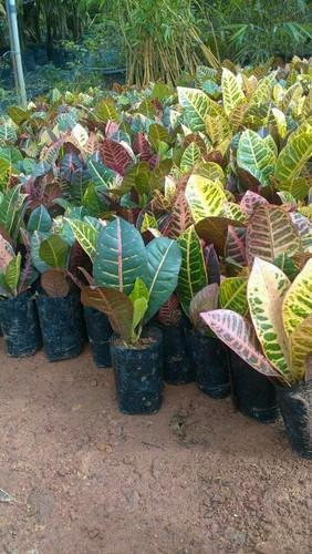Genuine Croten Patara Plant