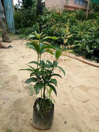 Thai 12 Month Mango Plant