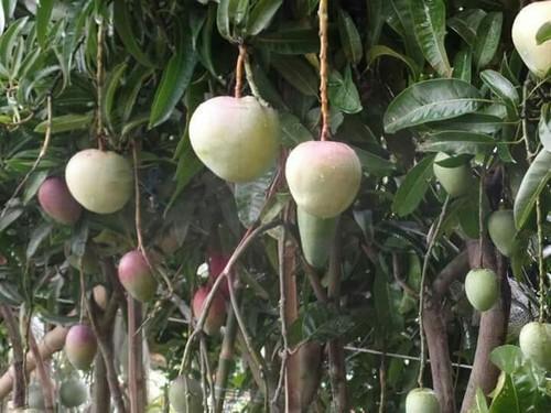 Thai Apple Mango Plant