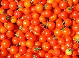 Medium Size Fresh Tomatoes