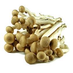 Pure and Fresh Mushroom