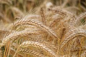 Quality Tested Pure Wheat 