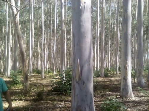 White Globulus Standing Eucalyptus Trees