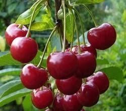 Fresh and Sweet Kashmiri Cherry