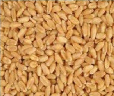 High Nutrition Wheat For Foods