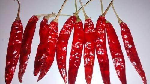 Premium Dried Red Chilli
