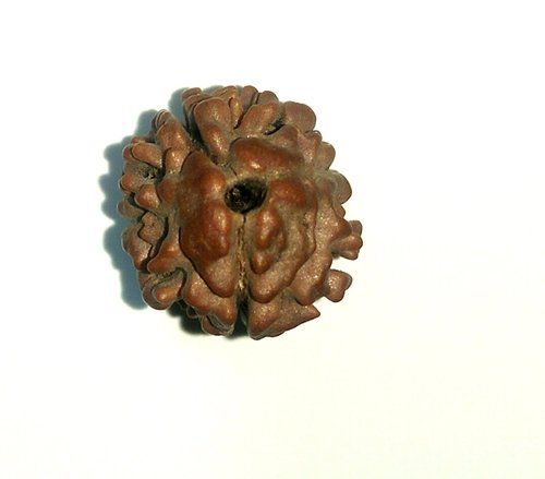 Rudra Deal Natural Nepali 2 Face (13mm) Rudraksha