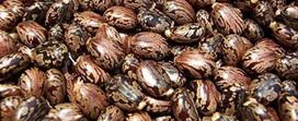 Best Price Soyabeen Seed