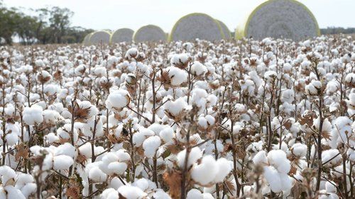 Superior Quality Cotton Seed
