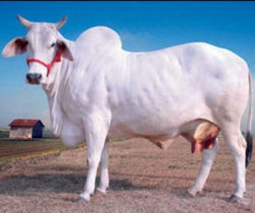  थारपारकर सफेद रंग की गाय 