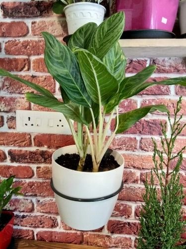 Top Quality Indoor Plants