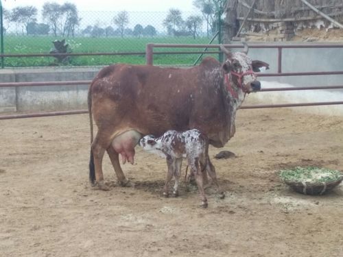 स्वस्थ, युवा और शुद्ध नस्ल की राठी गाय