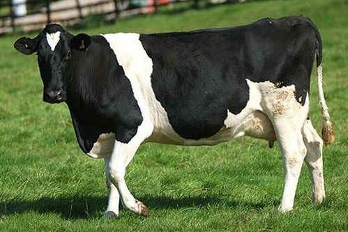 High Breed HF Cow