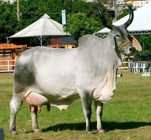 High Breed Mehsani Cow