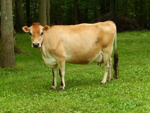 High Breed New Jersey Cow