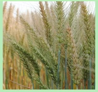 Organic Pure Wheat Seed