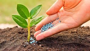 Plants Fertilizer Micronutrients