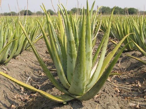 Pure Aloe Vera Pulp