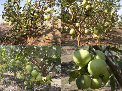 Green Thai Kg Guava Plant