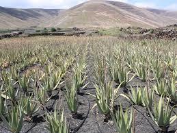 Herbal Product Aloe Vera Baby Plant