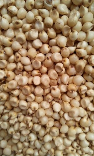 High Grade White Sorghum