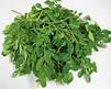 High Quality Moringa Dry Leaves