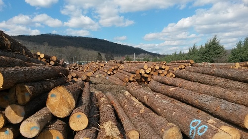 High Quality Southern Yellow Pine Log