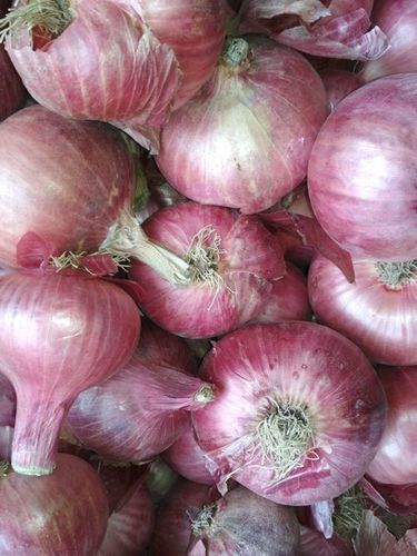 Fresh Red Onion - Vegetables