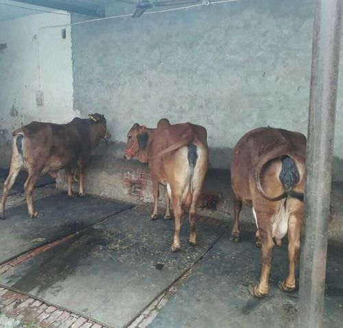 High Breed Sahiwal Cow 